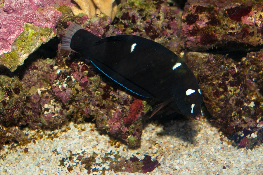 Black Corris Wrasse (Coris gaimard) in Aquarium against reef background